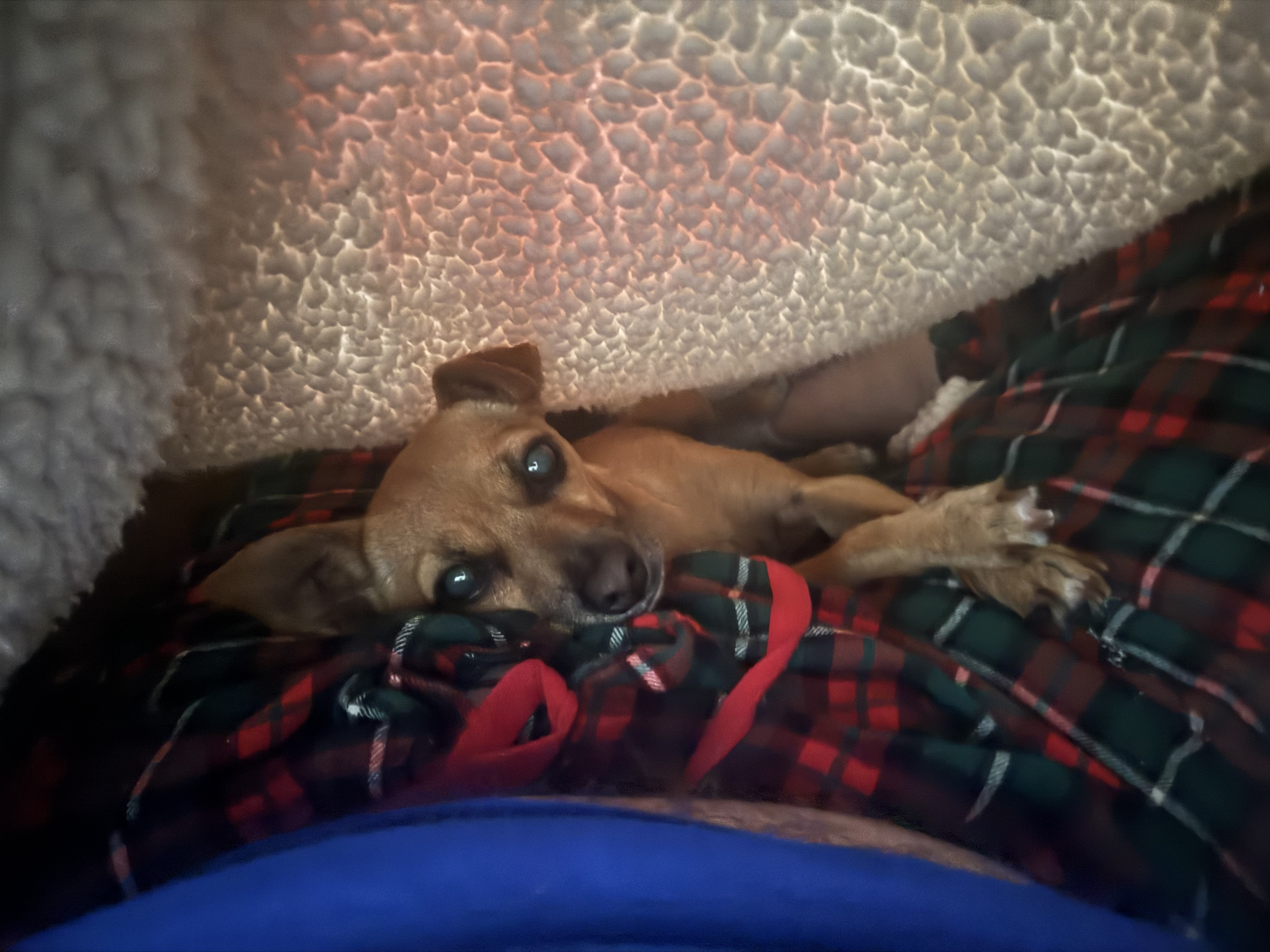 Penny